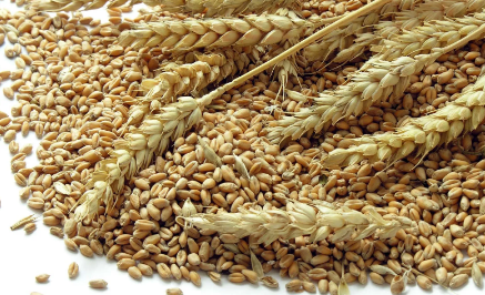 India and WFP sign MoU for final tranche of wheat donation to Afghanistan