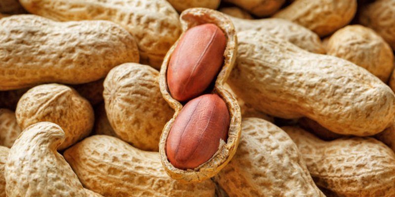 ICRISAT develops new variety of heart-healthy groundnut 