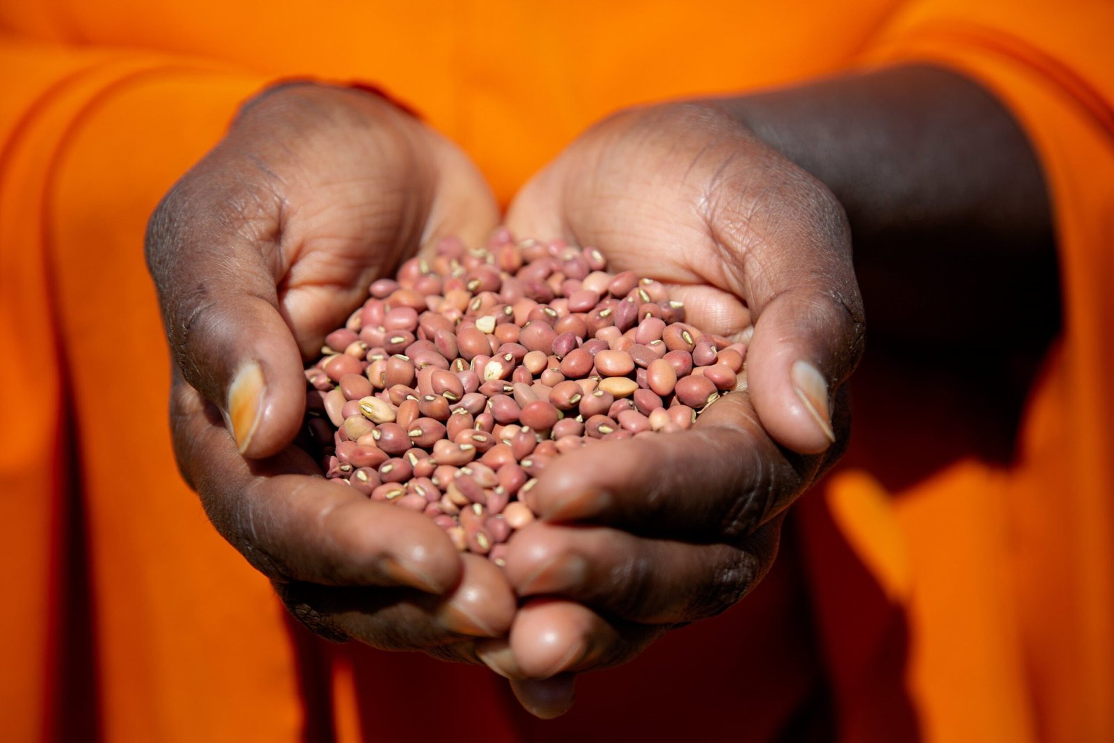 World Pulses Day 2023 highlights how pulses are at core of sustainability