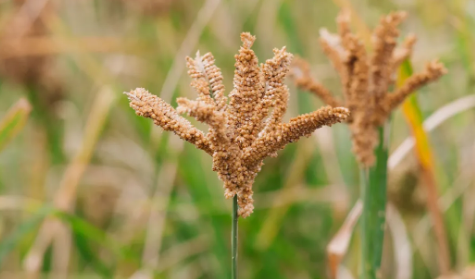 FSSAI specifies comprehensive group standard for millets