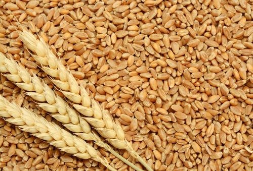 Centre sells 2.85 LMT wheat and 5180 MT rice to 2316 bidders during OMSS