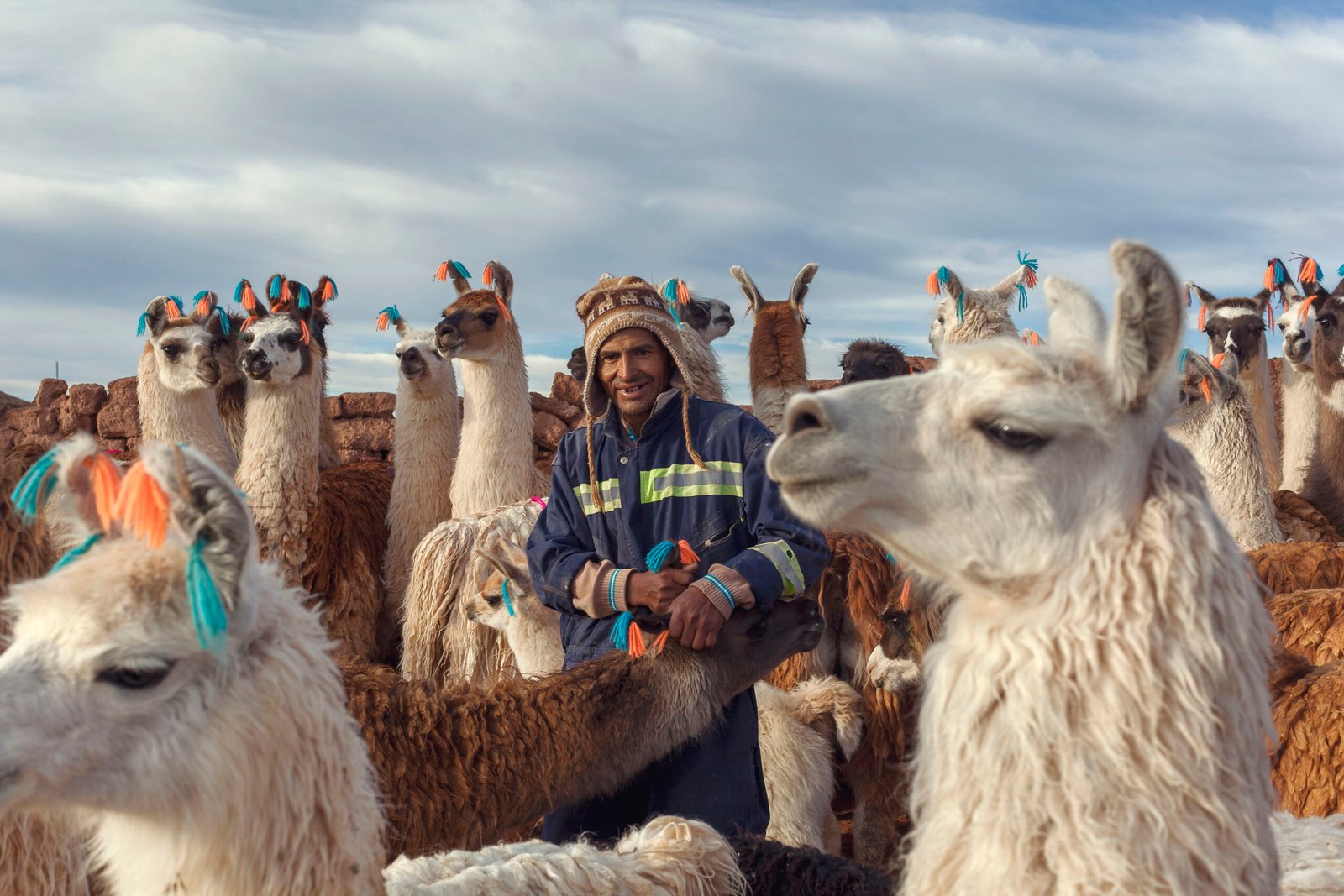 FAO launches International Year of Camelids
