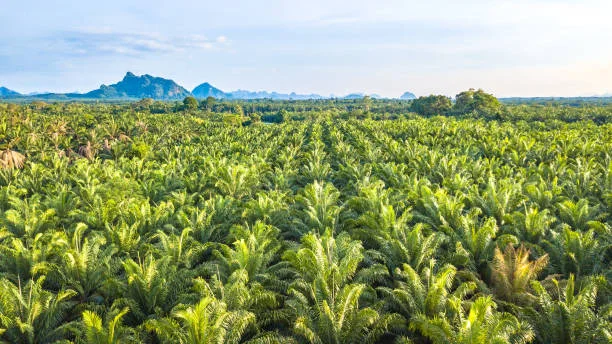 MK Agrotech and M11 Industries partners for oil palm plantation in Odisha