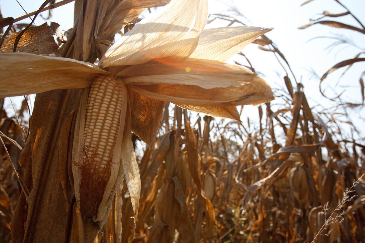FAO Food Price Index down in January led by lower wheat and maize prices