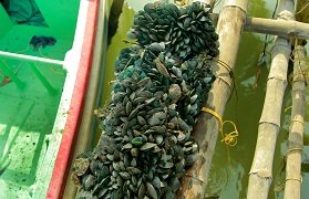 Kerala yields bumper harvest of green mussels