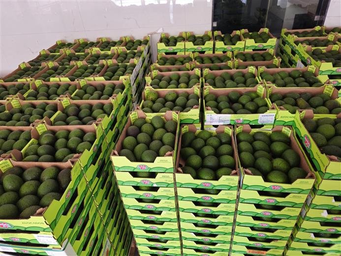 Westfalia Fruit’s first Hass avocado shipment arrives in India