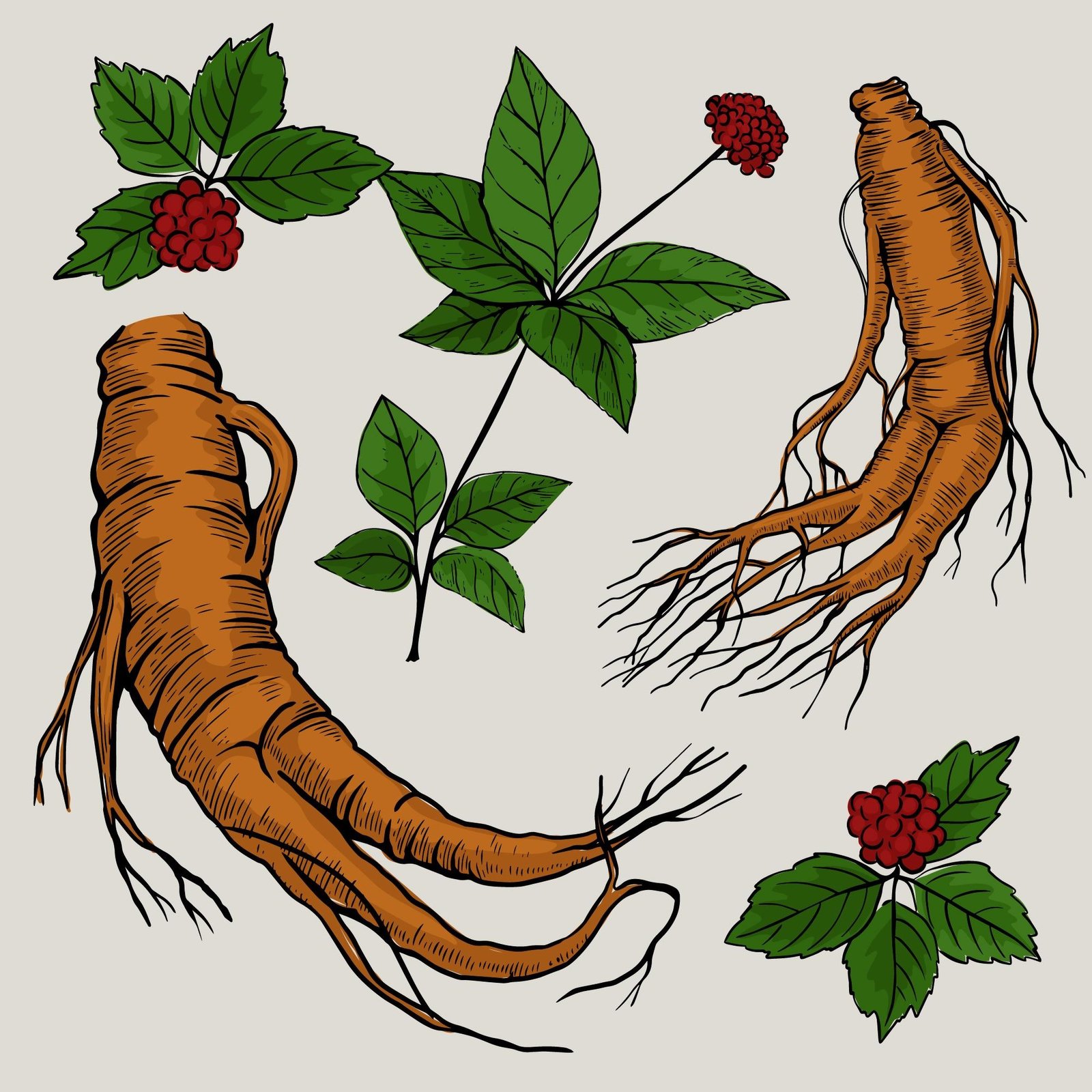 How Indian Ginseng is growing deeper roots