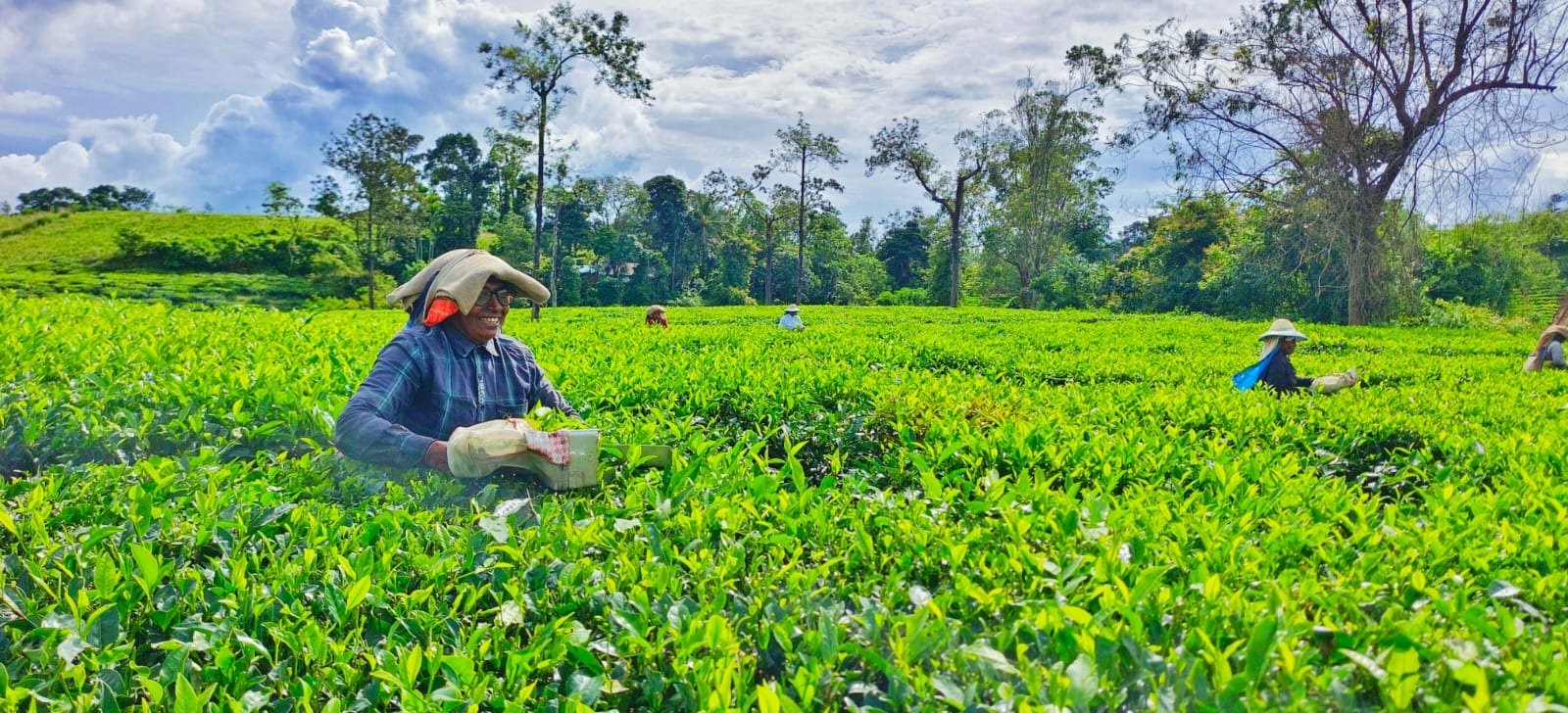 Harrisons Malayalam wins Gold Medal at North American Tea Competition