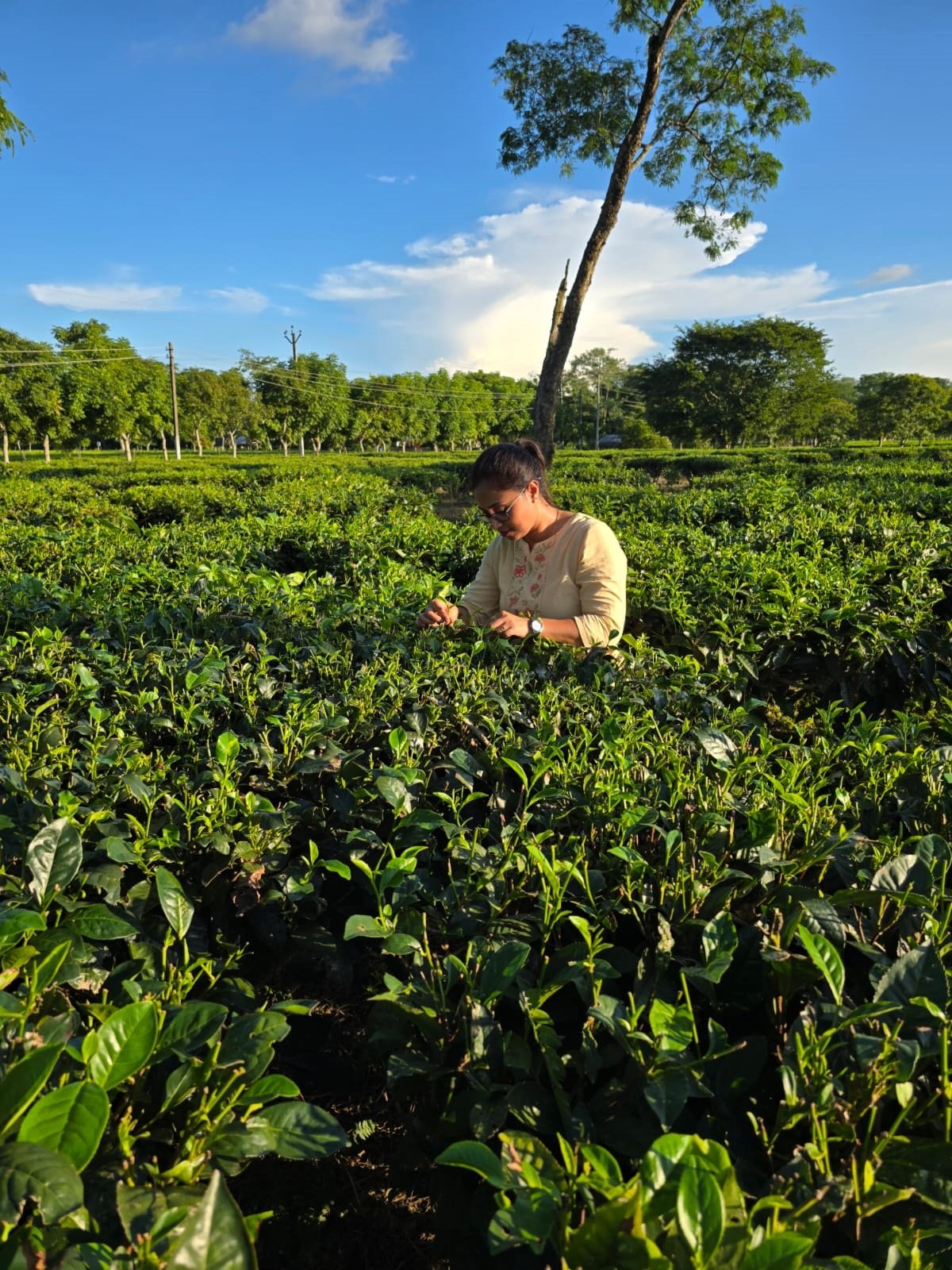 Nagaland University-led Multi-Institutional Study unlocks tea blossoms’ potential for wellness products