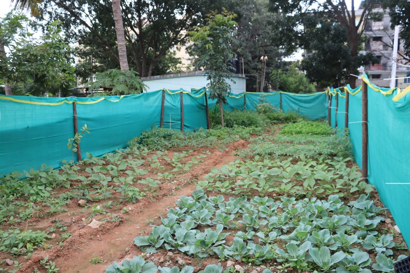 Amazon India, ICLEI South Asia collaborate to establish 25 urban food gardens in Karnataka schools by 2027