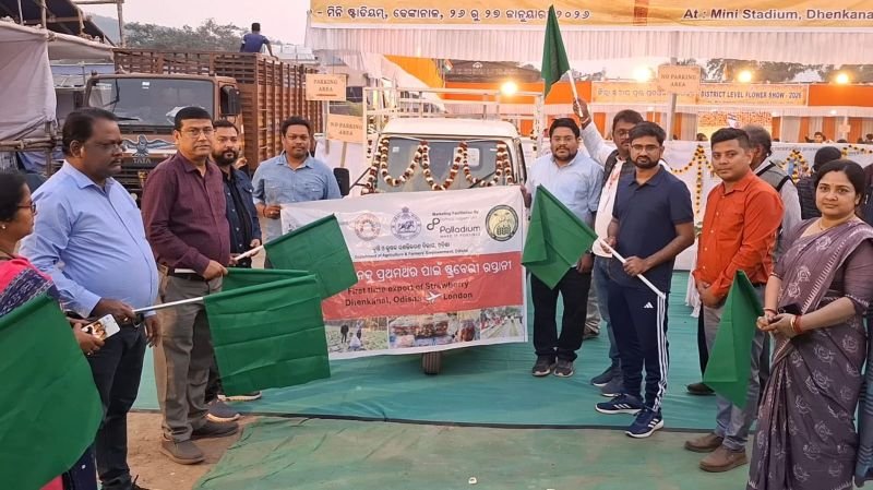 Odisha exports 51 kgs strawberries from Dhenkanal to London