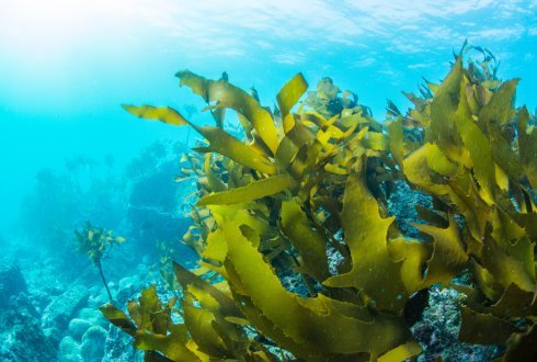 Oceans of opportunities in Nutraceuticals, Food at Seaweed Expo & Summit 2019