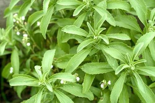 tate-lyle-launches-new-project-for-stevia-sustainability