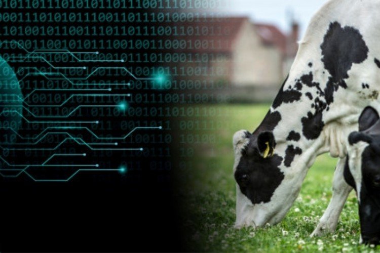 Arla Foods use AI tool to predict milk supply