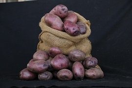 cpri-develops-antioxidant-rich-potato-variety