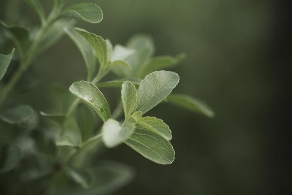 purecircle-receives-key-stevia-reb-m-patent-in-china