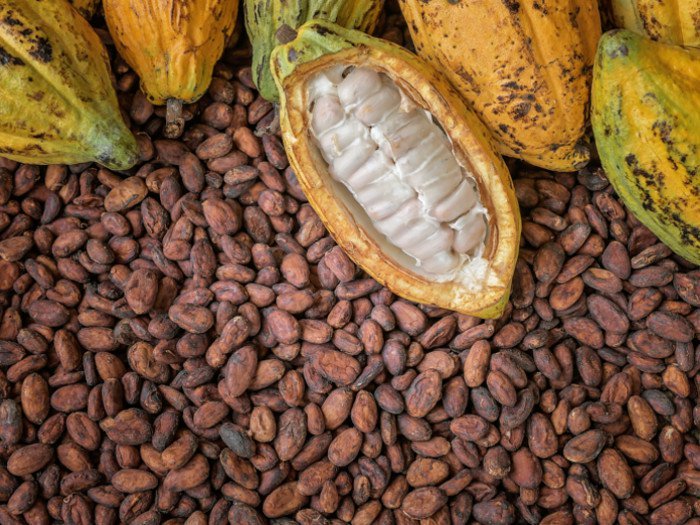 cargill-ifc-renew-association-to-empower-cocoa-sector