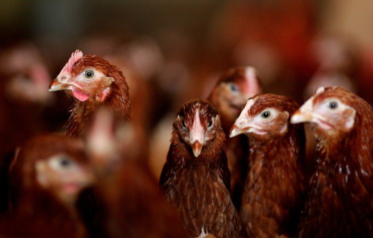 poultry-federation-of-india-joins-right-to-protein-initiative