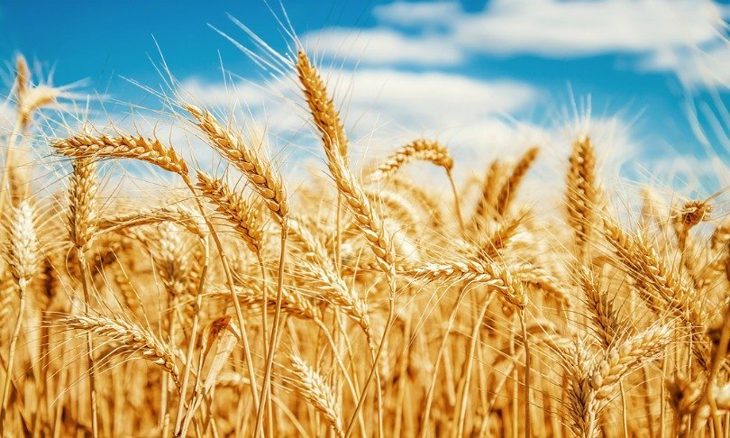 ari-develops-biofortified-high-protein-wheat-variety