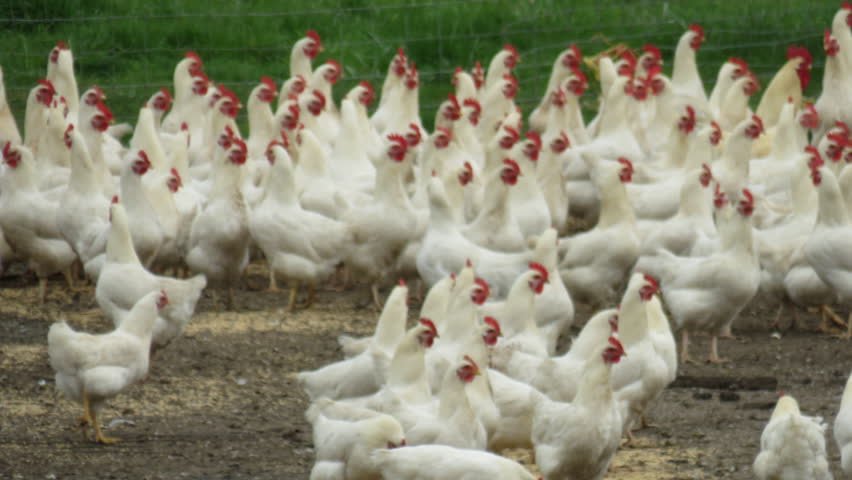 kemin-to-bring-salmonella-vaccine-to-poultry-industry