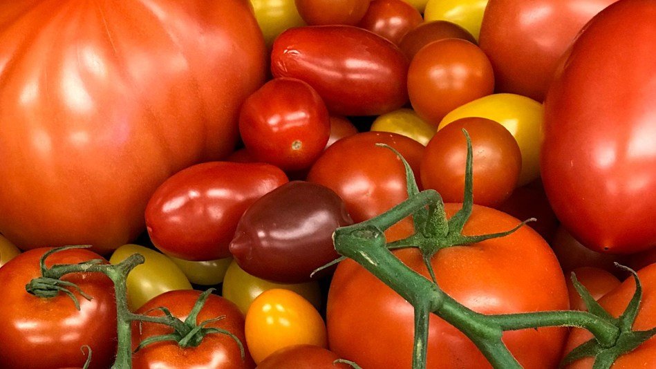 us-invents-dna-trick-to-make-100-different-kinds-of-tomatoes
