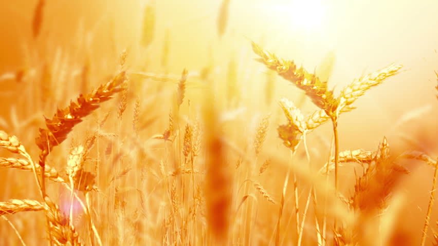 ari-conducts-genetic-studies-on-wheat