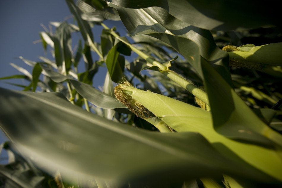 illinois-corn-farmers-partner-with-nasa-and-university-of-illinois-to-address-food-security