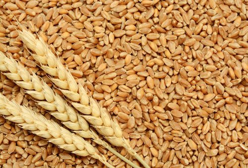 apeda-organises-meet-for-boosting-indias-wheat-exports