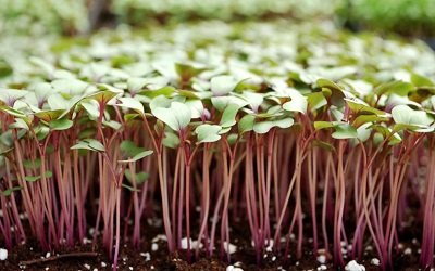 Microgreens may contain more nutrients than full-grown plants