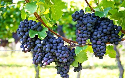 growing-healthy-grapes-assuring-abundance