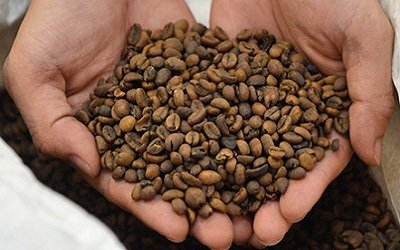 nestle-invests-80-million-in-vietnam-for-decaffeinated-coffee-beans