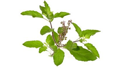 csir-succeeds-in-whole-genome-sequencing-of-tulsi