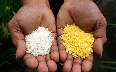 ’Golden rice is a powerful symbol to stop anti-GMO campaign’