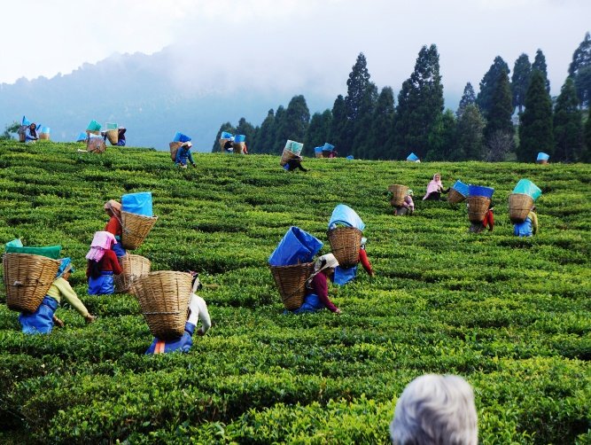Govt seam hands with WTCE for promotion of tea trade