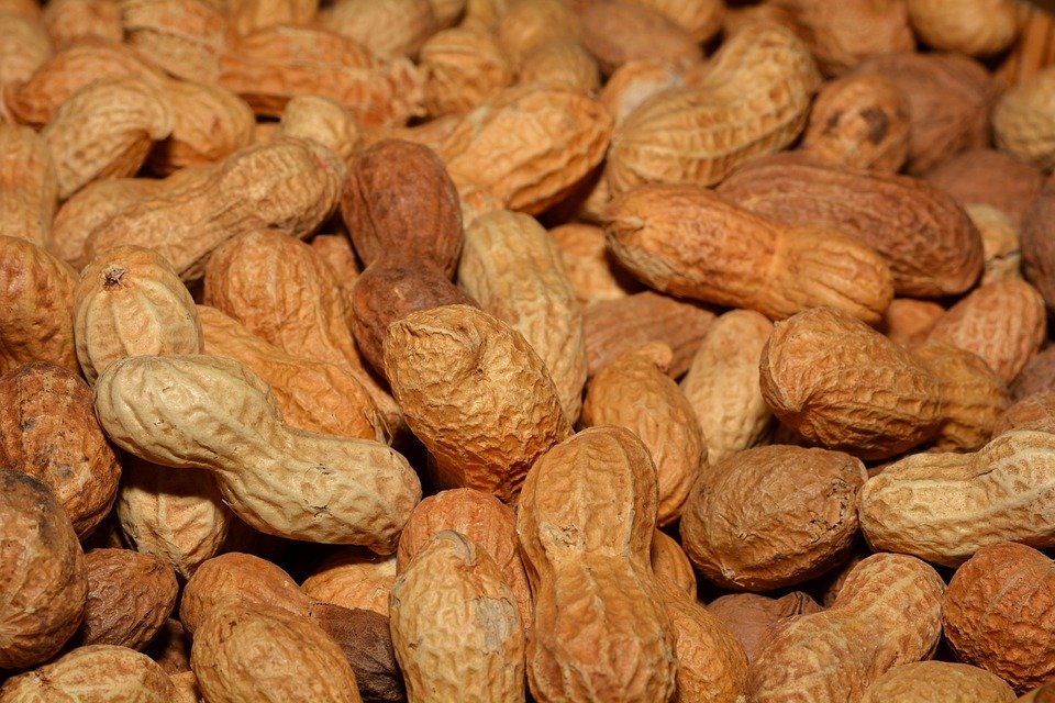 a-product-developed-from-peanut-proteins-enters-clinical-trials