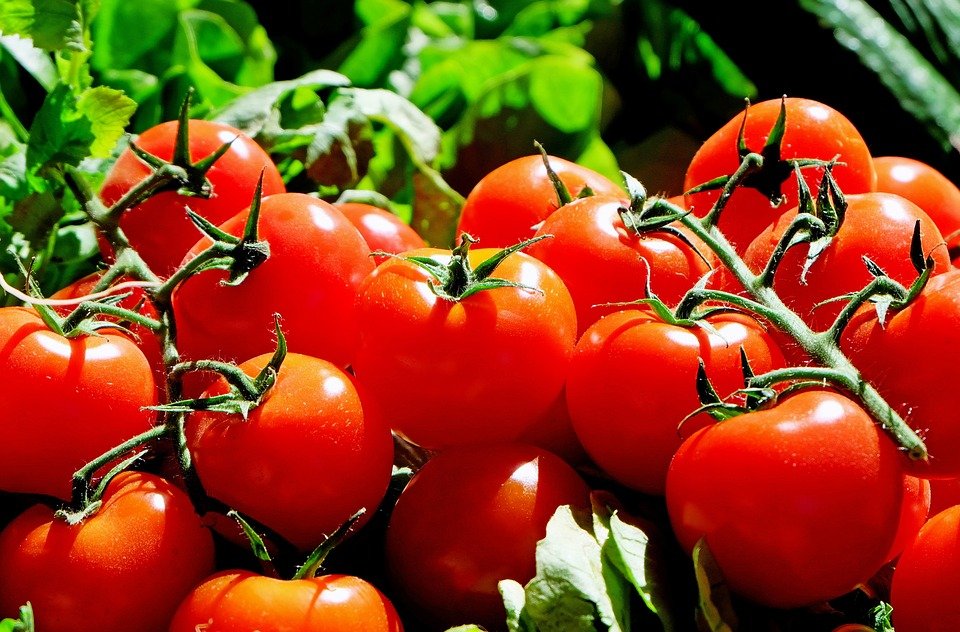 Two Italian Varieties of Tomatoes Found to Fight Stomach Cancer