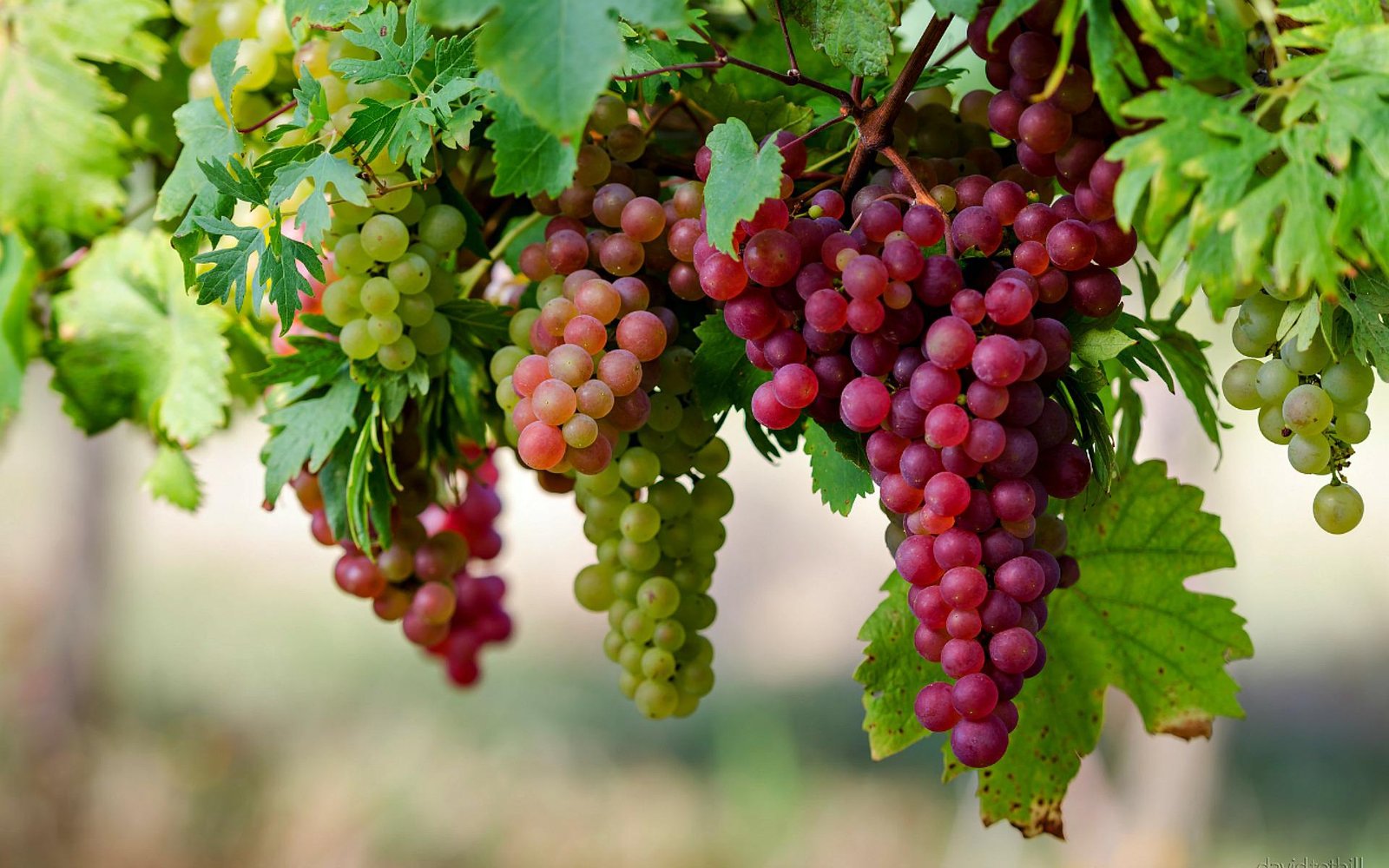 anti-cancer-properties-found-in-grapes
