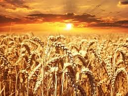 major-wheat-flour-brands-and-millers-would-begin-to-fortify-wheat-flour-with-iron-folic-acid-and-vitamin-b-12