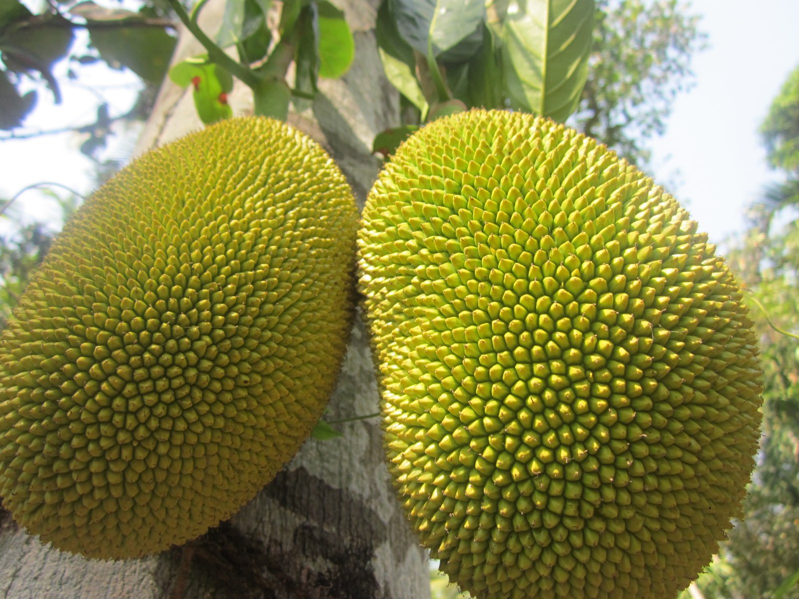 safal-launches-indias-first-ever-tender-jackfruit-in-frozen-veg-format