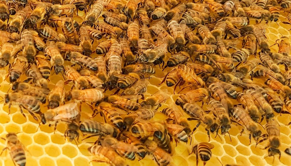 Three-quarters of honey produced worldwide contains neonicotinoids that leads to bee decline