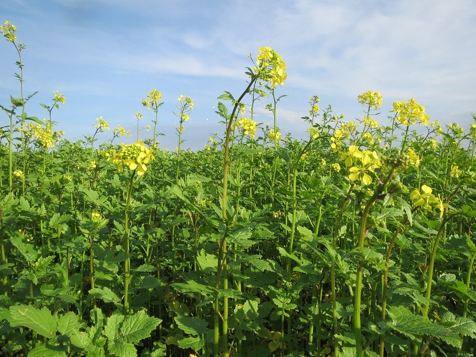 commercial-release-of-gm-mustard-on-hold