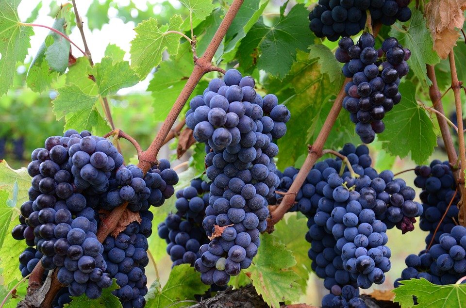 Naturex collaborate with Milne on Research and Commercialization of Concord Grape Extracts