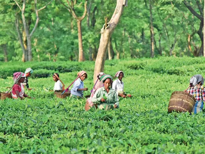 cil-agrotech-introduces-app-for-small-tea-growers
