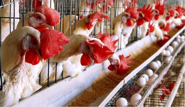 poultry-sector-game-to-adhere-to-fssai-curbs-on-drugs