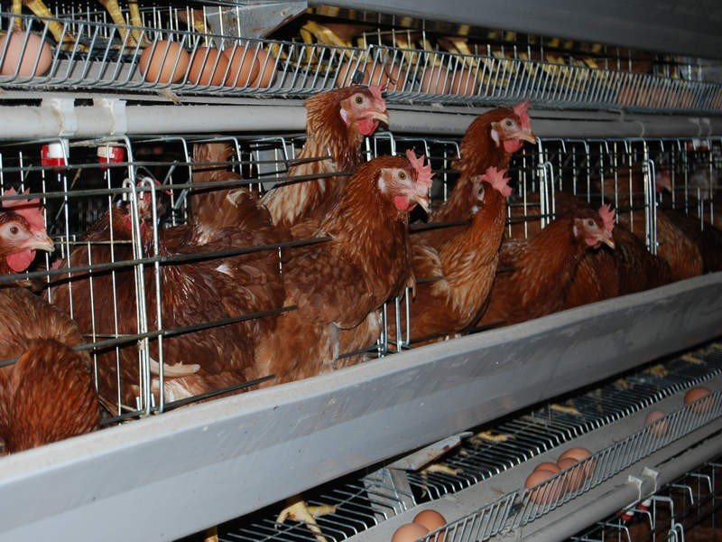 fast-food-chains-should-avoid-antibiotics-in-chicken