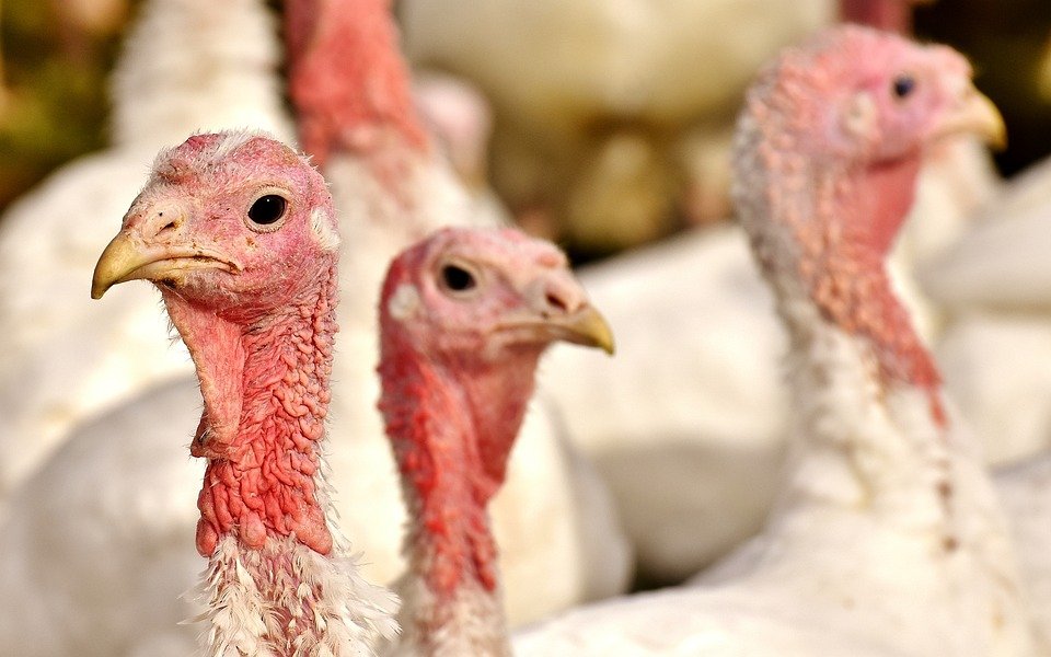 AABGU scientists turn poultry waste into biofuels!