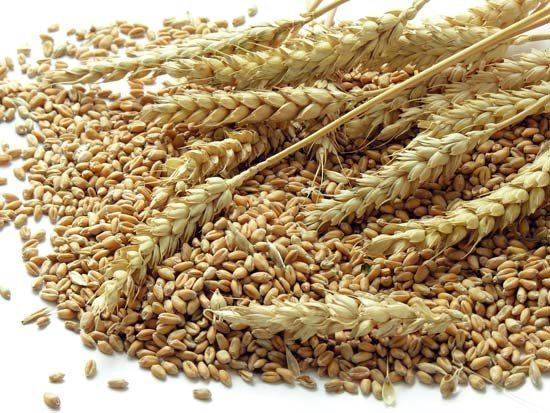 scientists-boost-wheat-production-using-speed-technique