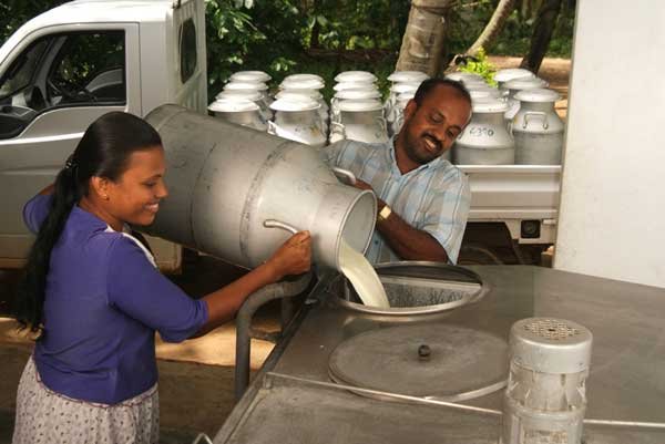 cooperatives-to-increase-milk-procurement-share