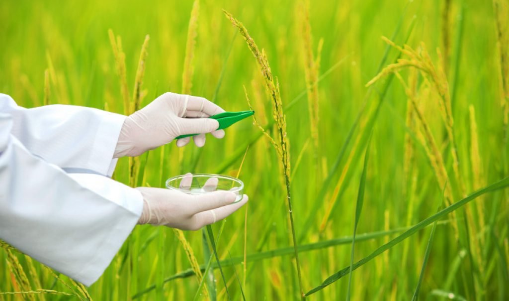 researchers-look-for-useful-genes-in-uncultivated-rice-varieties