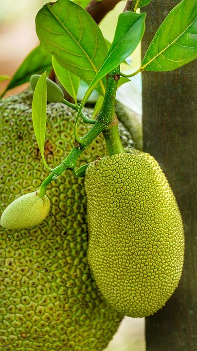 Kerala gets its official fruit